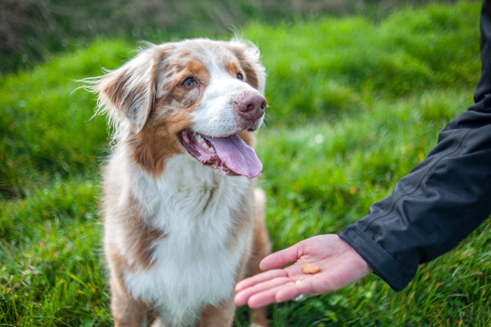 Trainer giving out dog treats bad breath