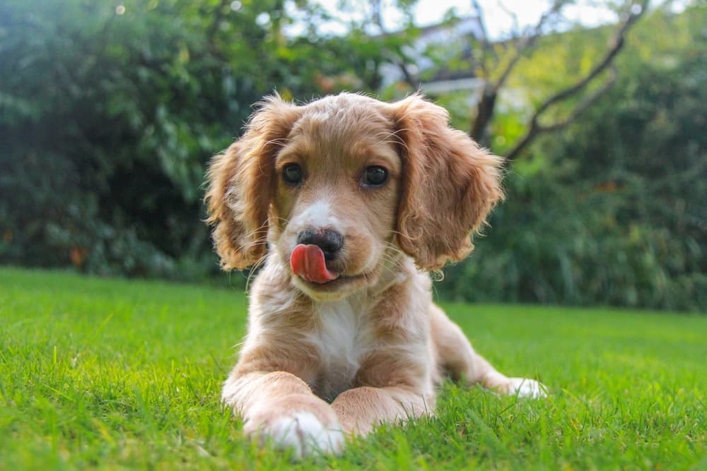 Dog licking lips because he wants a treat