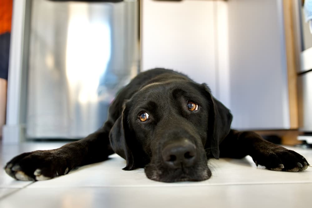 Dog laying down on ground