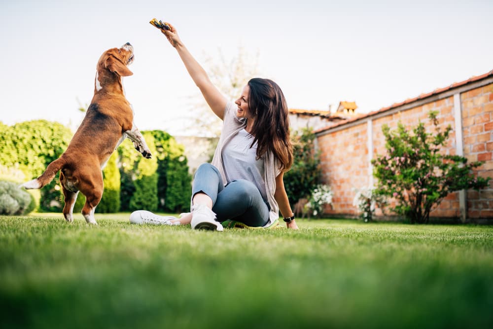 Owner giving dog treat outside in the yard