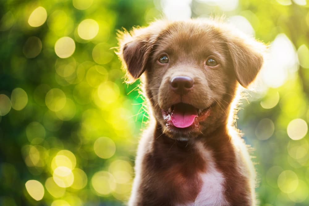 Puppy looking up and curious waiting for multivitamin