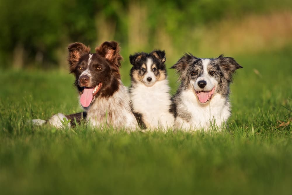 Three dogs sitting outdoors in the sun