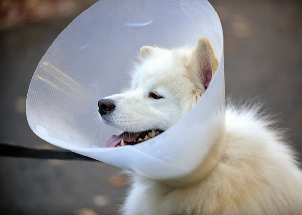 Myth: Neutering may make a dog go soft.