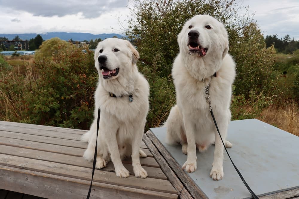 Two dogs walking on a double dog leash