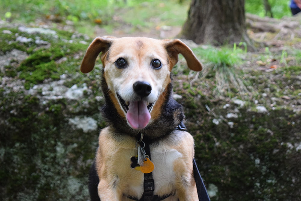 Duncan the dog smiling and happy