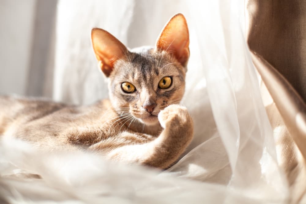 Cat at home with owner shopping for dust free cat litters