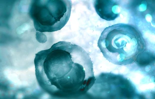 Human embryos. Credit: Andrii Vodolazhskyi/CNA