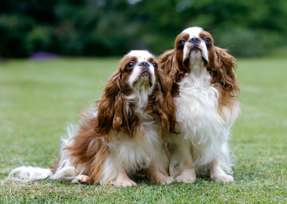 English Toy Spaniel