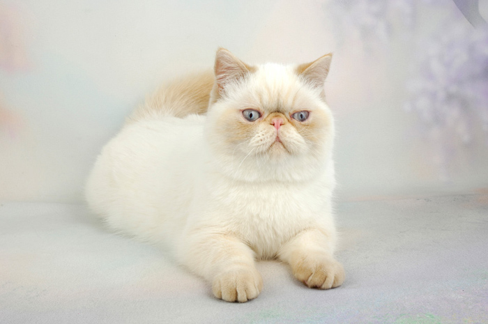 White Exotic Shorthair Cat