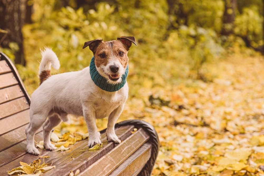 Dog standing on bench autumn afternoon