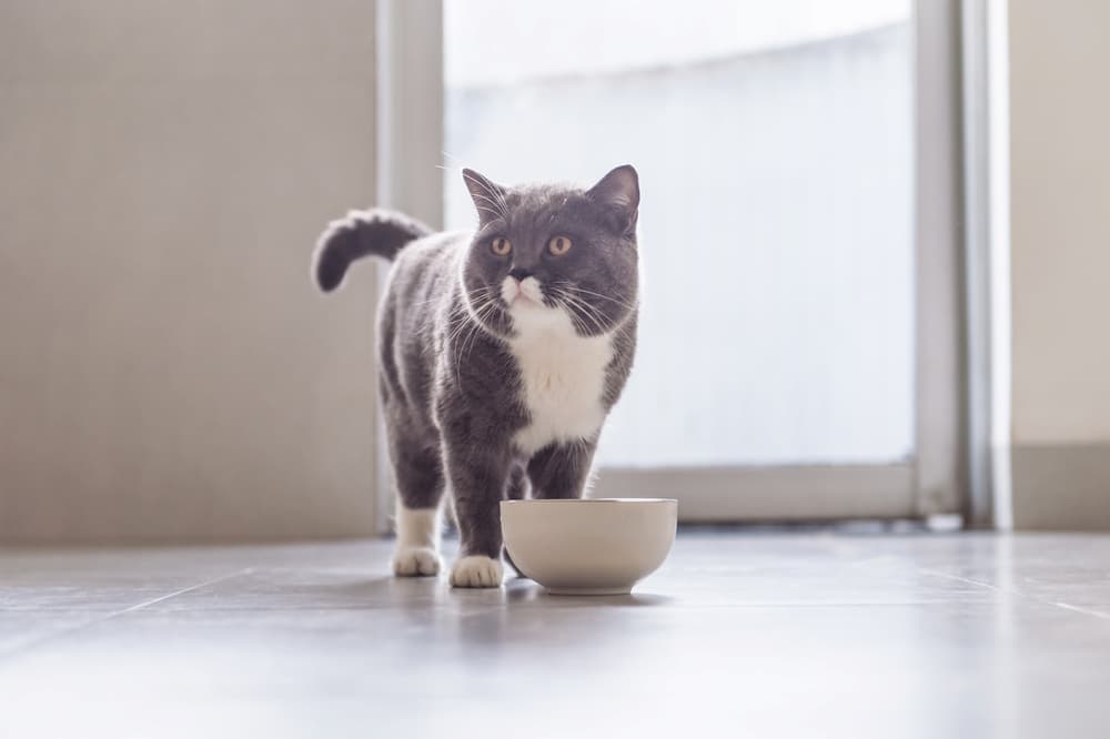 9 Best Freeze-Dried Cat Foods