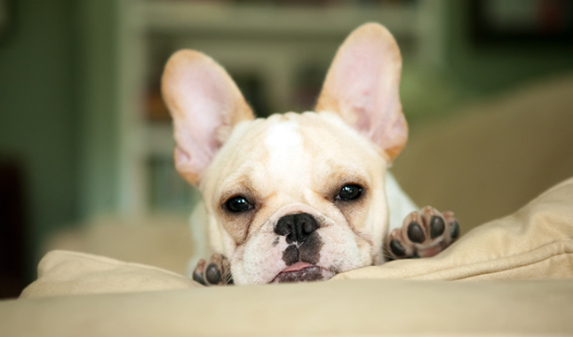 French Bulldog