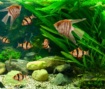 Freshwater fish tank