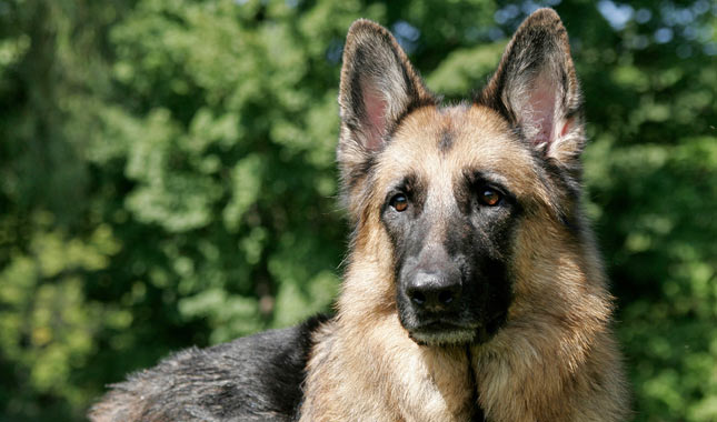 German Shepherd Dog Breed 