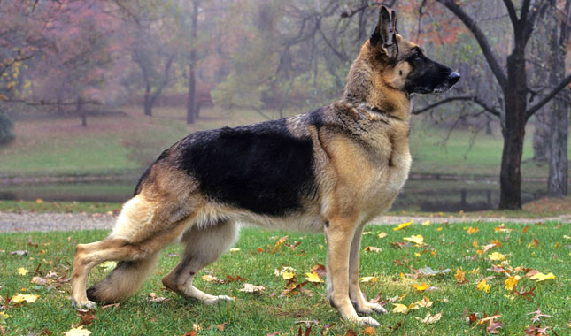 German Shepherd Dog Breed