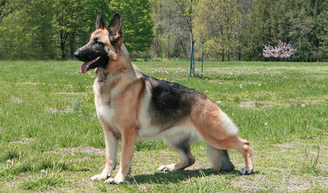 German Shepherd Dog Breed