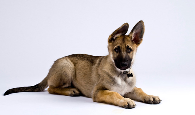 German Shepherd Dog puppy