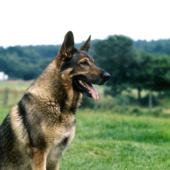 German Shepherd