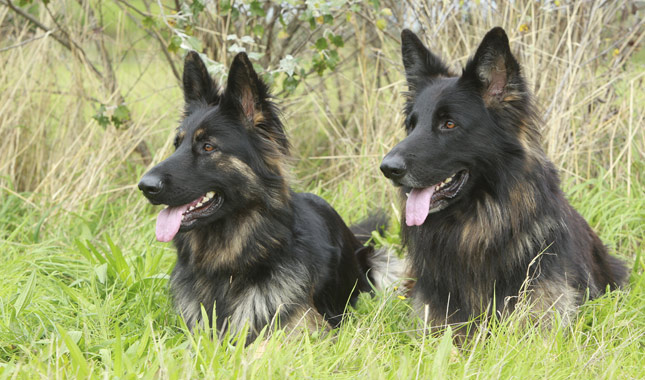 Two German Shepherd Dogs Lying in Grass