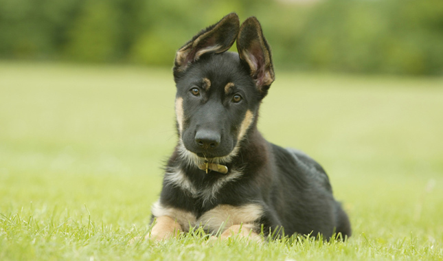 German Shepherd Puppy