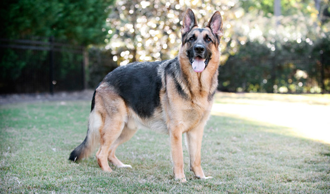 Adult German Shepherd Standing