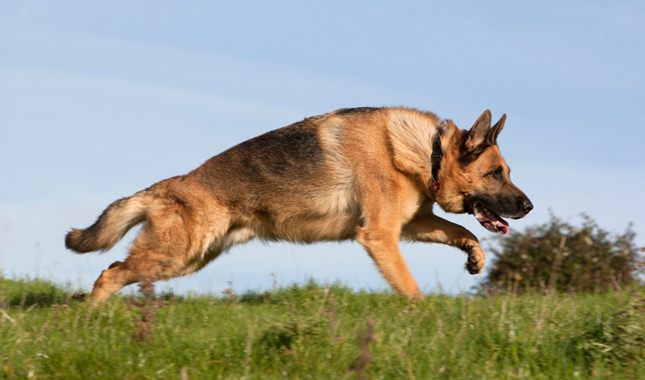 German Shepherd Leaping