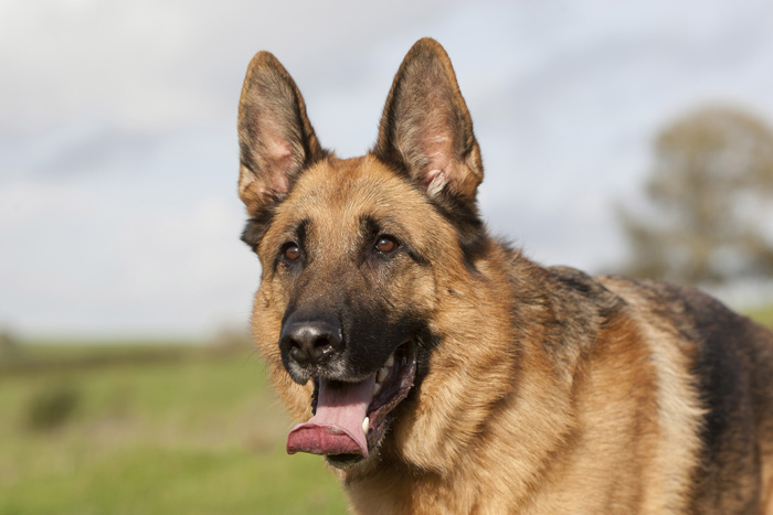 German Shepherd With Tongue Out