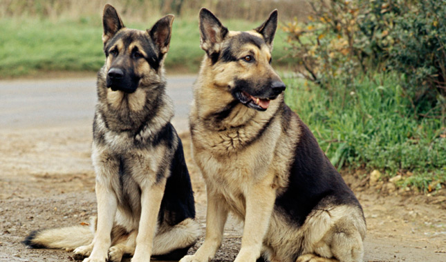 Two German Shepherd Dogs