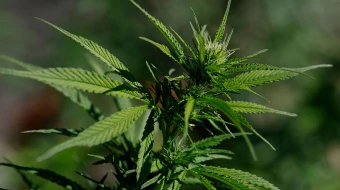 A view of a marijuana plant on Aug. 11, 2025, in San Anselmo, California. Cannabis company stocks surged by up to 10% on reports that the Trump administration is considering rescheduling marijuana on the federal level, from a Schedule I to a Schedule III drug. The move would step toward the decriminalization of the drug nationwide.