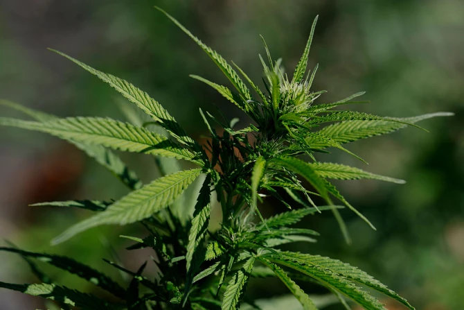 Cannabis plant