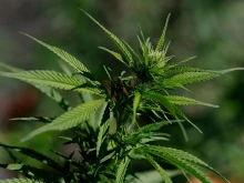 A view of a marijuana plant on Aug. 11, 2025, in San Anselmo, California. Cannabis company stocks surged by up to 10% on reports that the Trump administration is considering rescheduling marijuana on the federal level, from a Schedule I to a Schedule III drug. The move would step toward the decriminalization of the drug nationwide.