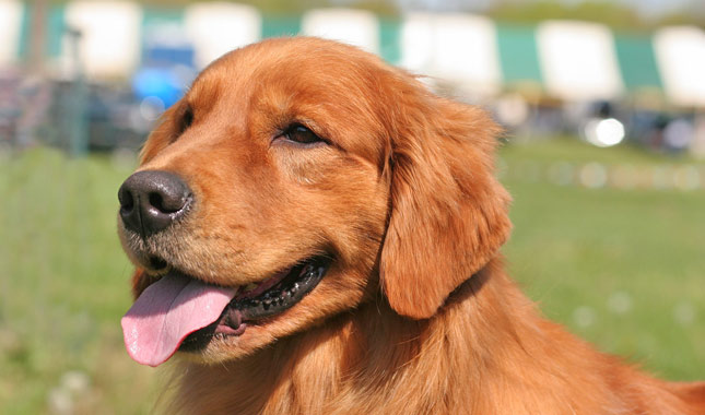 Golden Retriever Dog Breed