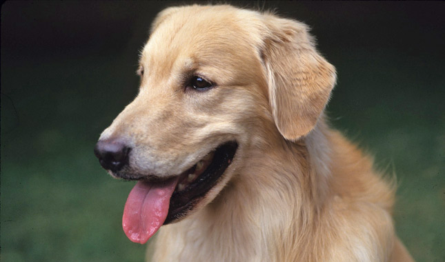 Golden Retriever Dog Breed