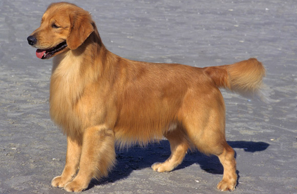 Golden Retriever Dog Breed