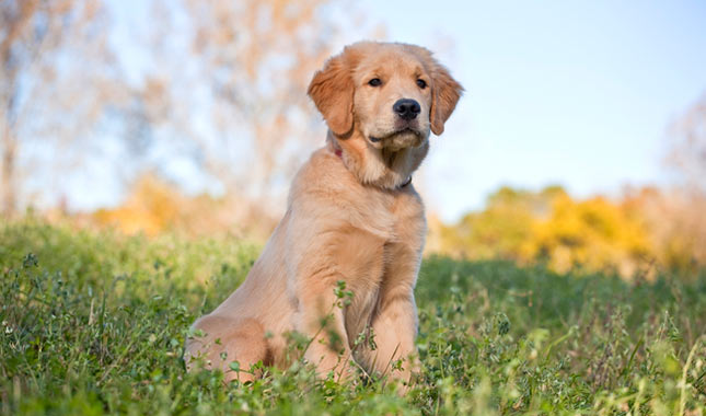 Golden Retriever Dog Breed