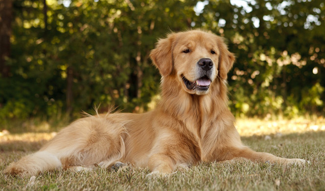 Golden Retriever Smiling Lying in Grass