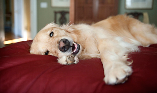 Golden Retriever on Bed