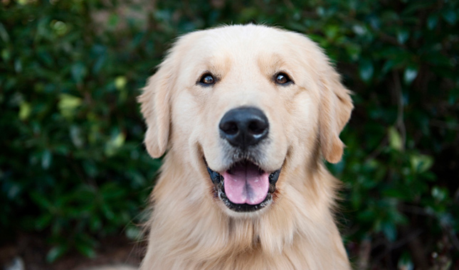 Golden Retriever