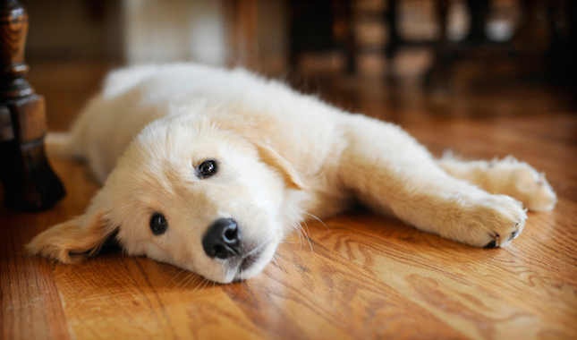 Golden Retriever