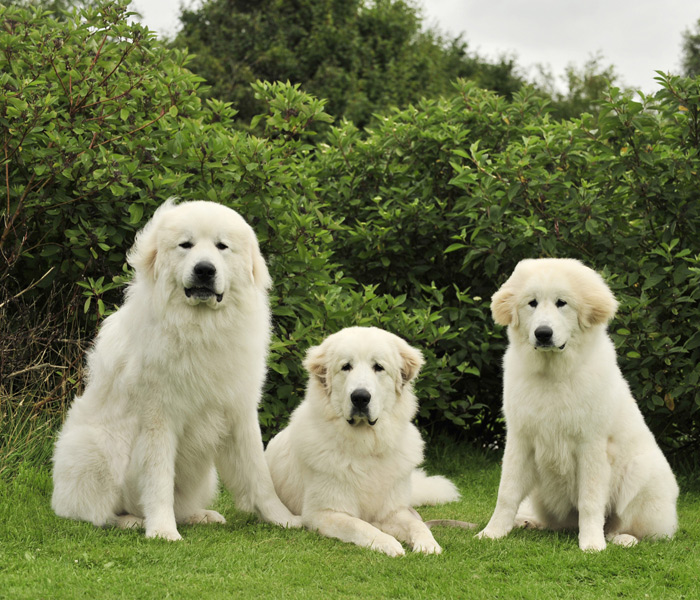 No. 8: Great Pyrenees