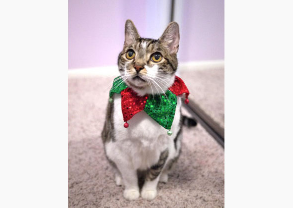 Top 10 Holiday Pet Pics