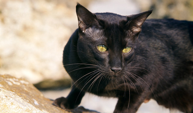 Black Havana cat