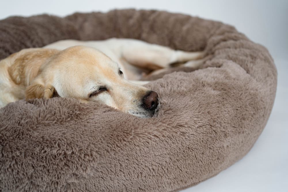 Dog snuggled in cozy brown dog bed at home