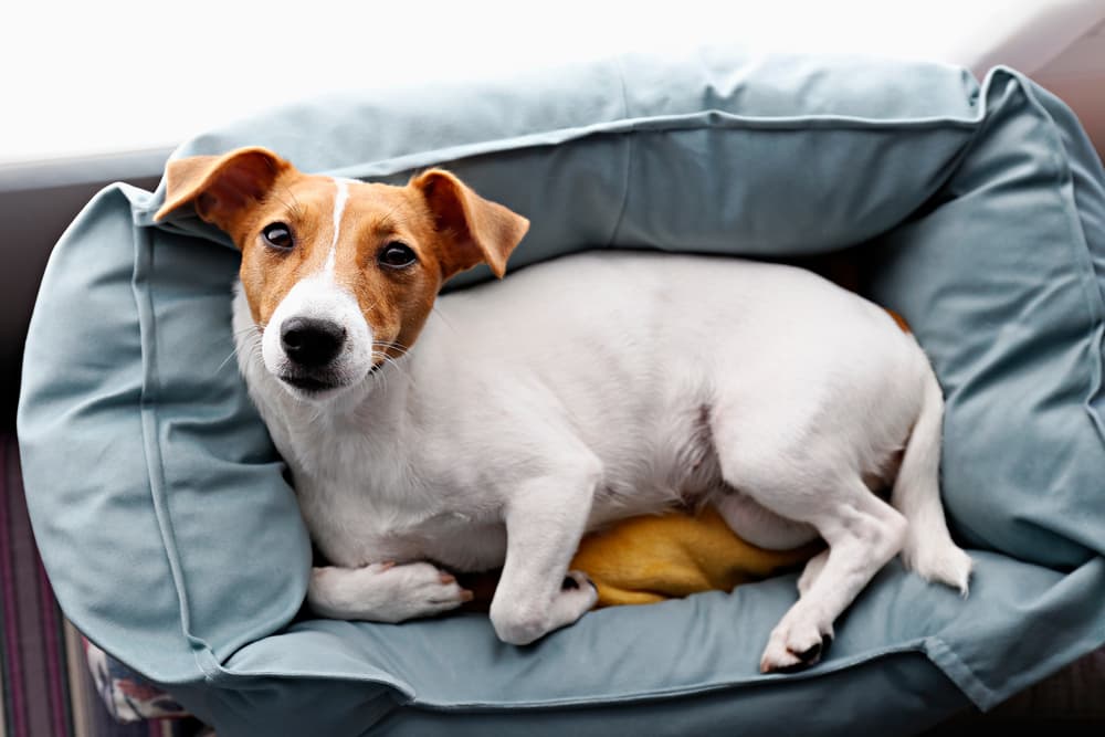 Happy dog looking up to camera in a cozy dog bed