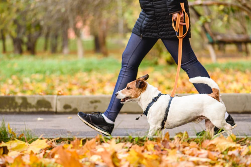 Best Heavy Duty Dog Leash: 7 Strong and Sturdy Picks