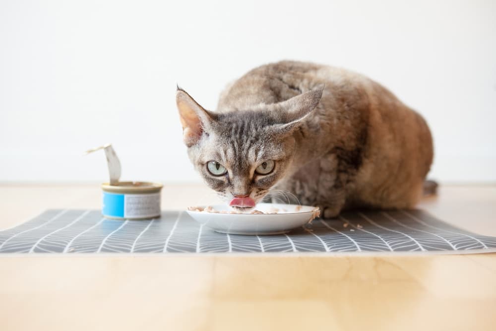 High-Protein Cat Food: 10 Best Options for 2024