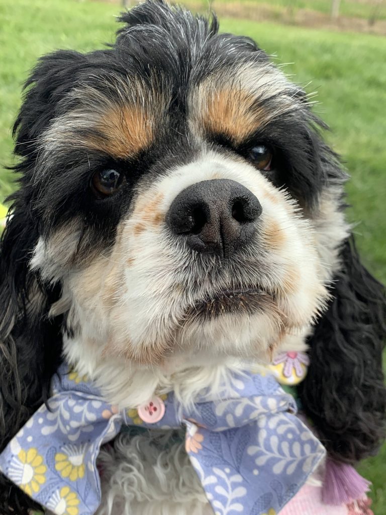 Cocker Spaniel closeup