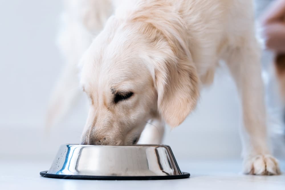 Human Grade Dog Food: 10 Best Options to Consider