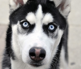 Closeup of Husky eyes