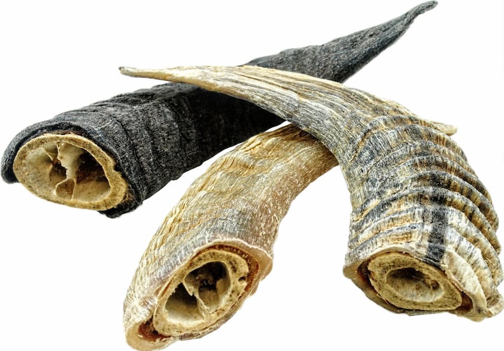 Icelandic-lamb-horn